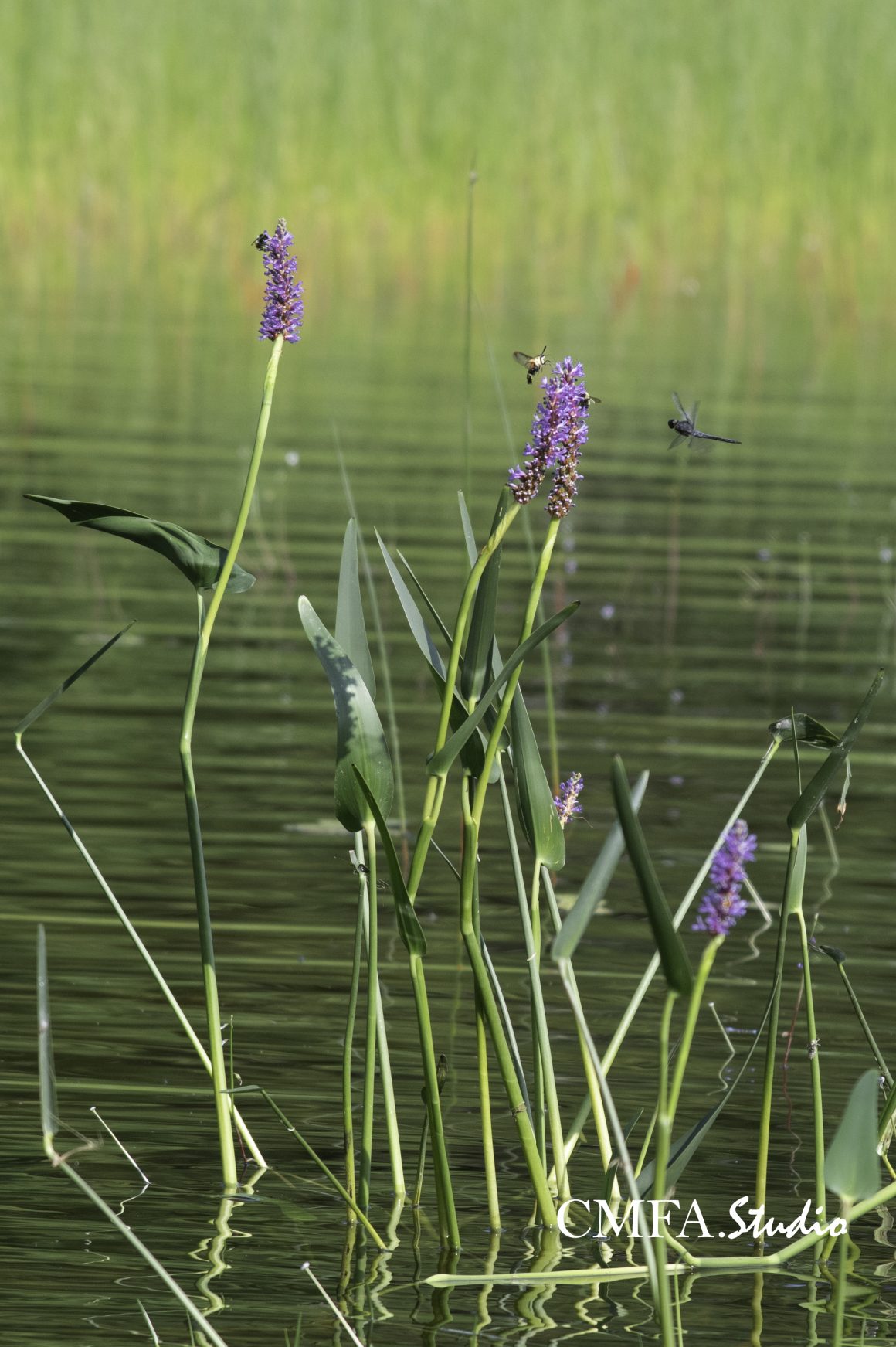 Dragonfly and Friends