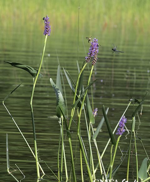 Dragonfly and Friends