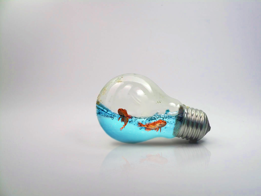 Fishbulb Fishbulb