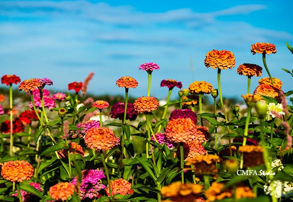 Flowers in the Morning