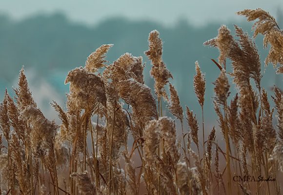 Frost on Grass