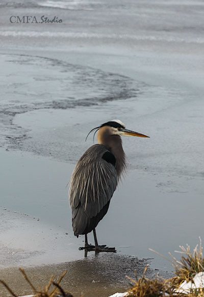 Heron in Ice